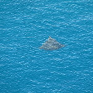 Huge stingray surfaces