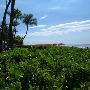 Palms and Umbrellas, Westin on Ka'anapali Beach