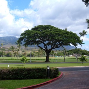 Beautiful View across Whaler's Village, Ka'anapali