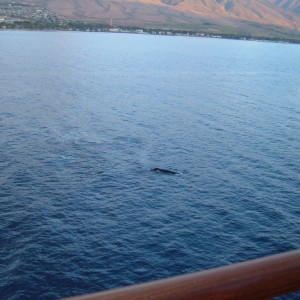 Whale near ship, Maui