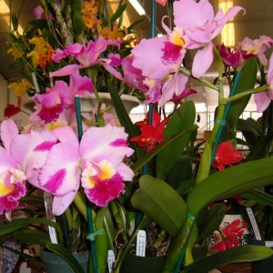 Akatsuka Orchid Farms