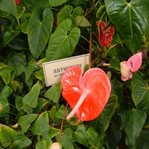 Akatsuka Orchid Farms