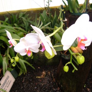 Akatsuka Orchid Farms