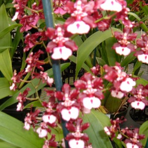 Akatsuka Orchid Farms