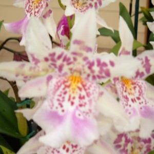 Akatsuka Orchid Farms