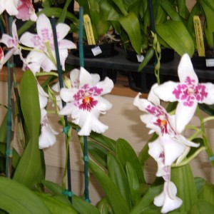 Akatsuka Orchid Farms