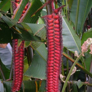 Flora at Akaka Falls Hilo