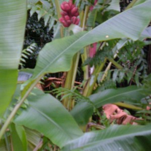 Flora at Akaka Falls Hilo