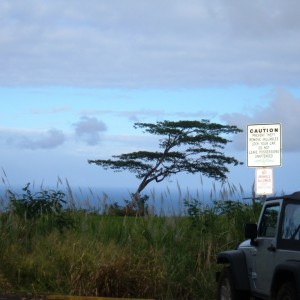 Tree Hilo