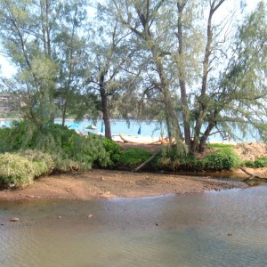 Lagoon by foot bridge Kalapaki Beach Kauai