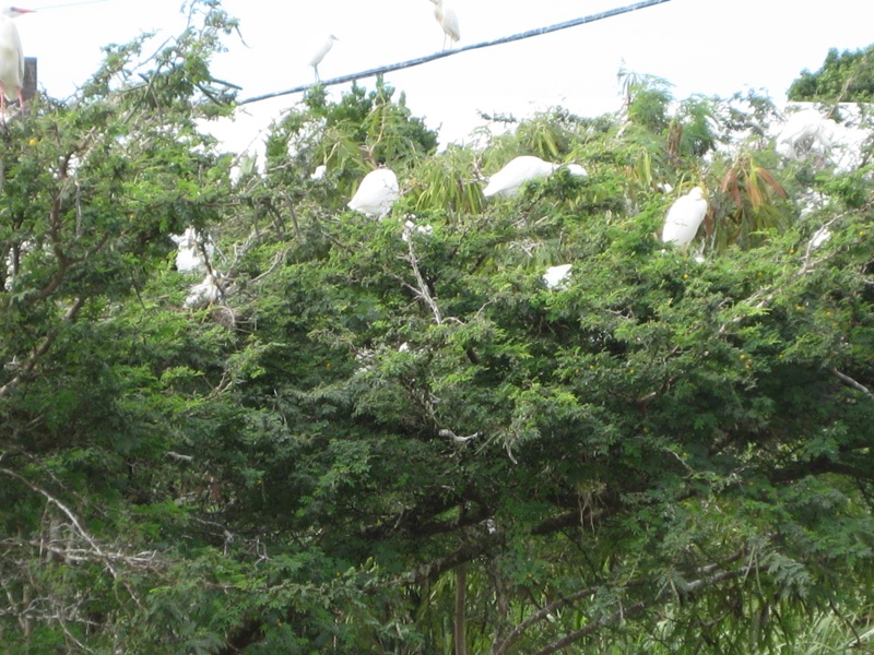 130 Egret nests