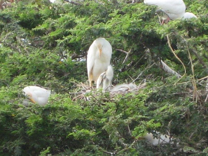 131 Baby egret