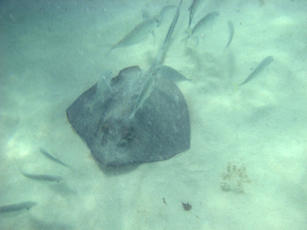 A wild stingray