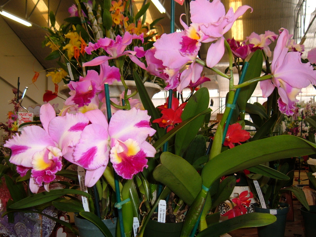 Akatsuka Orchid Farms