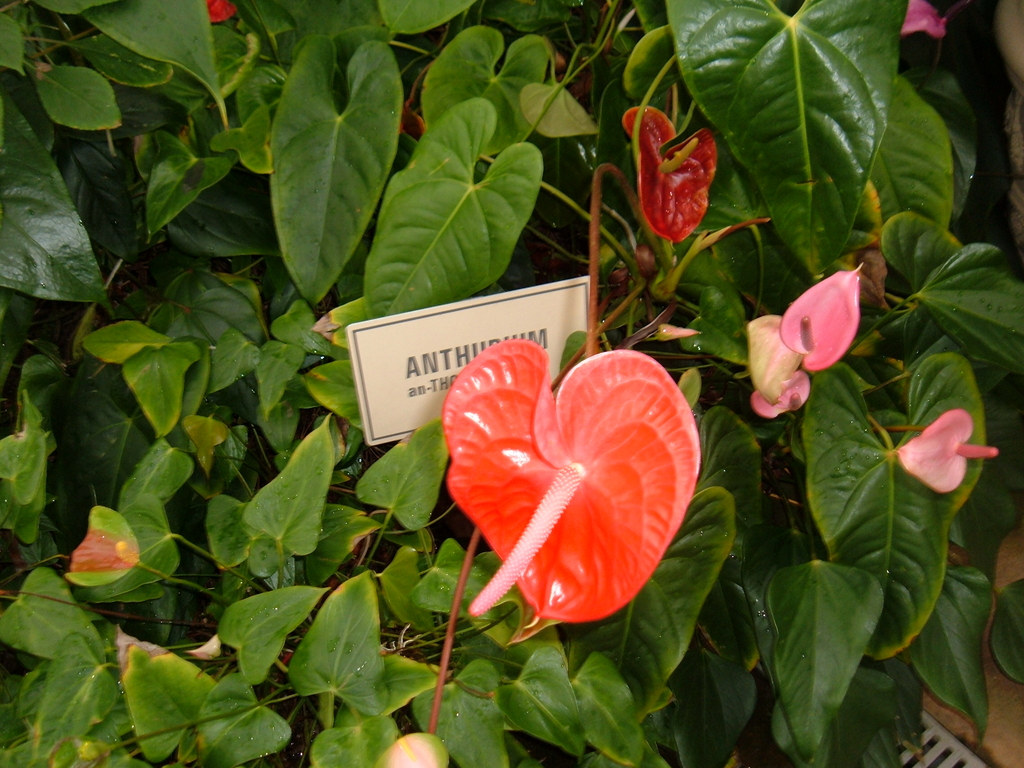 Akatsuka Orchid Farms