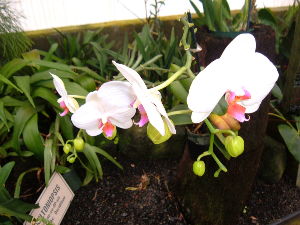 Akatsuka Orchid Farms