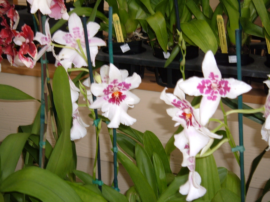 Akatsuka Orchid Farms