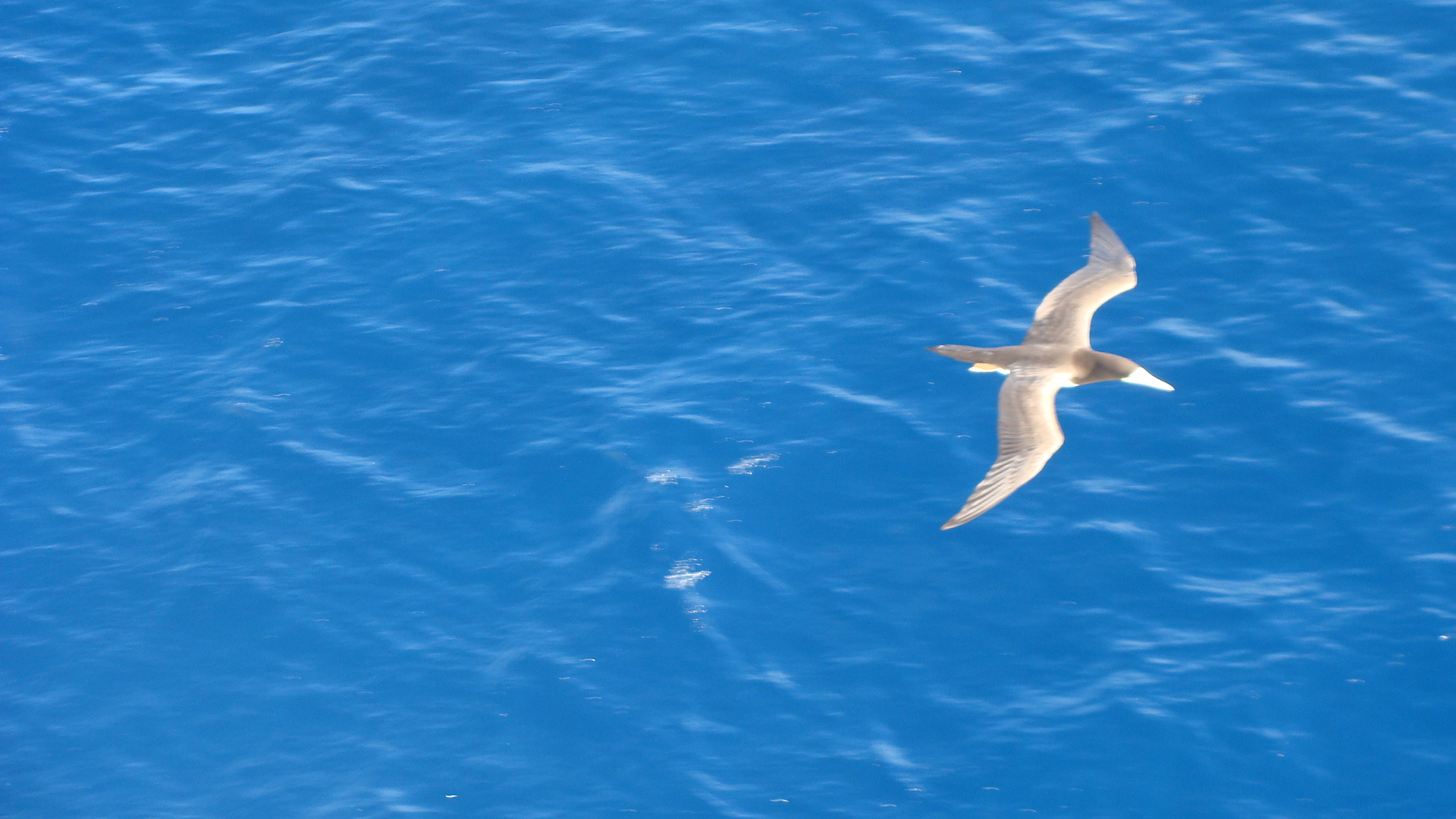 Approaching St. Maarten