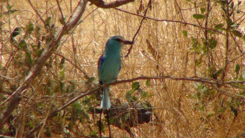 Bandia Nature Reserve, Senagal