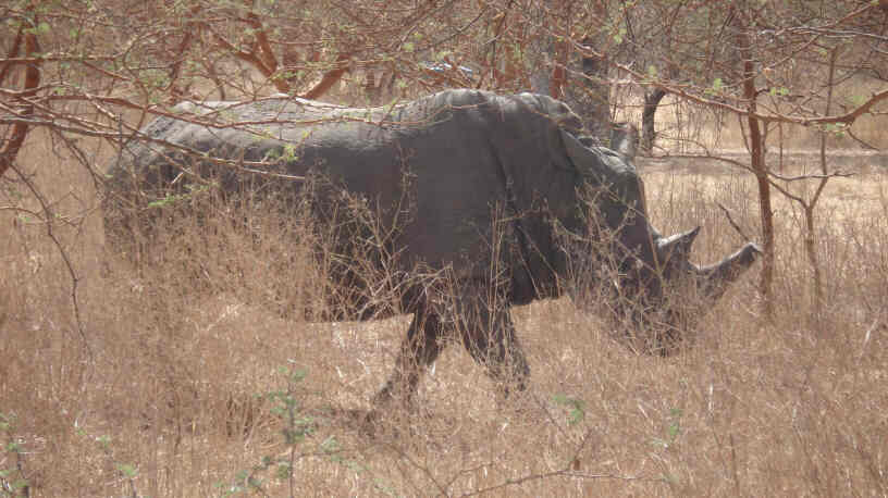 Bandia Nature Reserve, Senagal