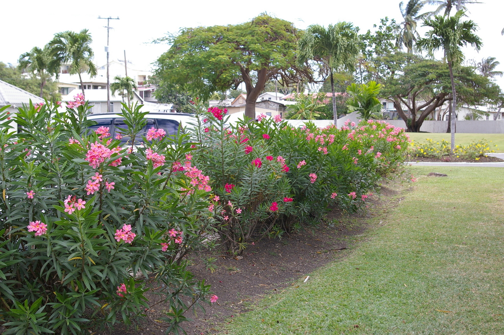 Barbados_2011-02-22_001