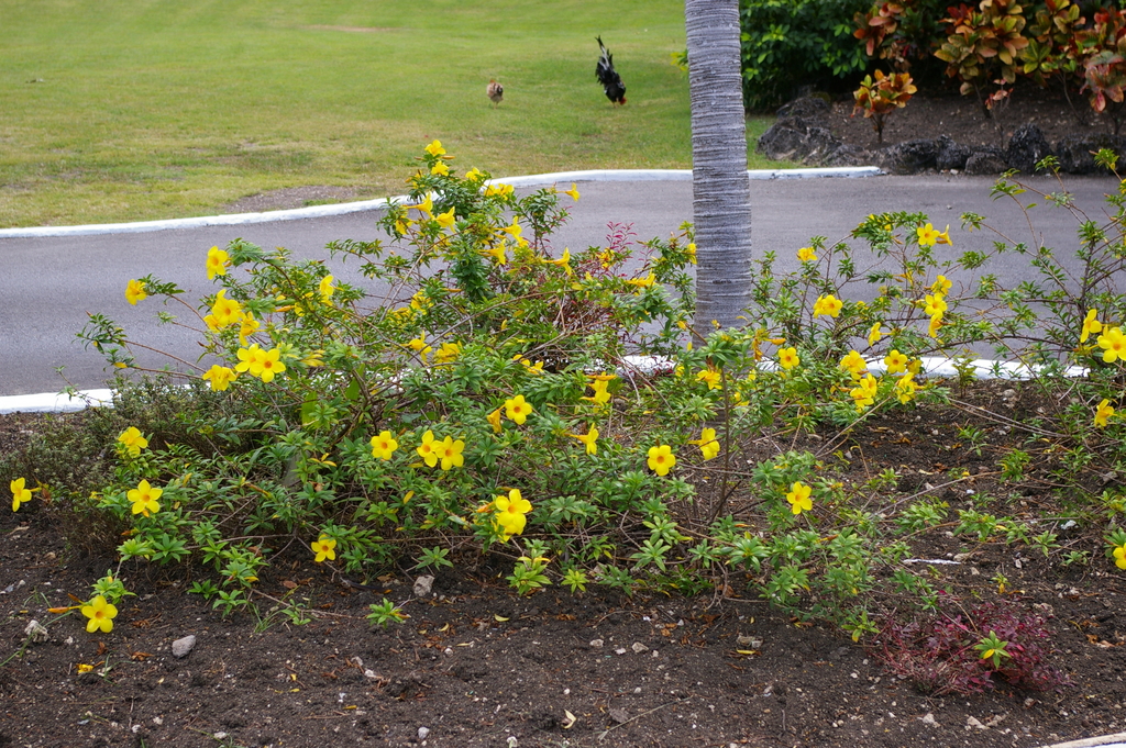 Barbados_2011-02-22_003