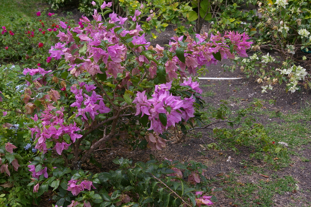 Barbados_2011-02-22_005