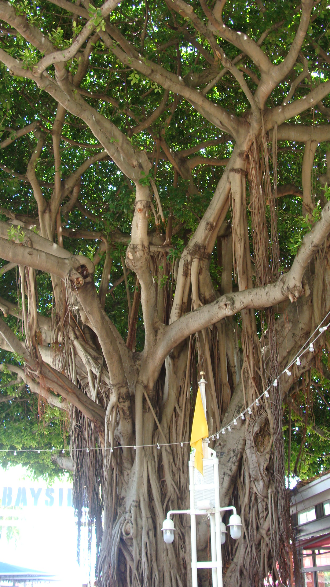 Bayside Banyan Tree