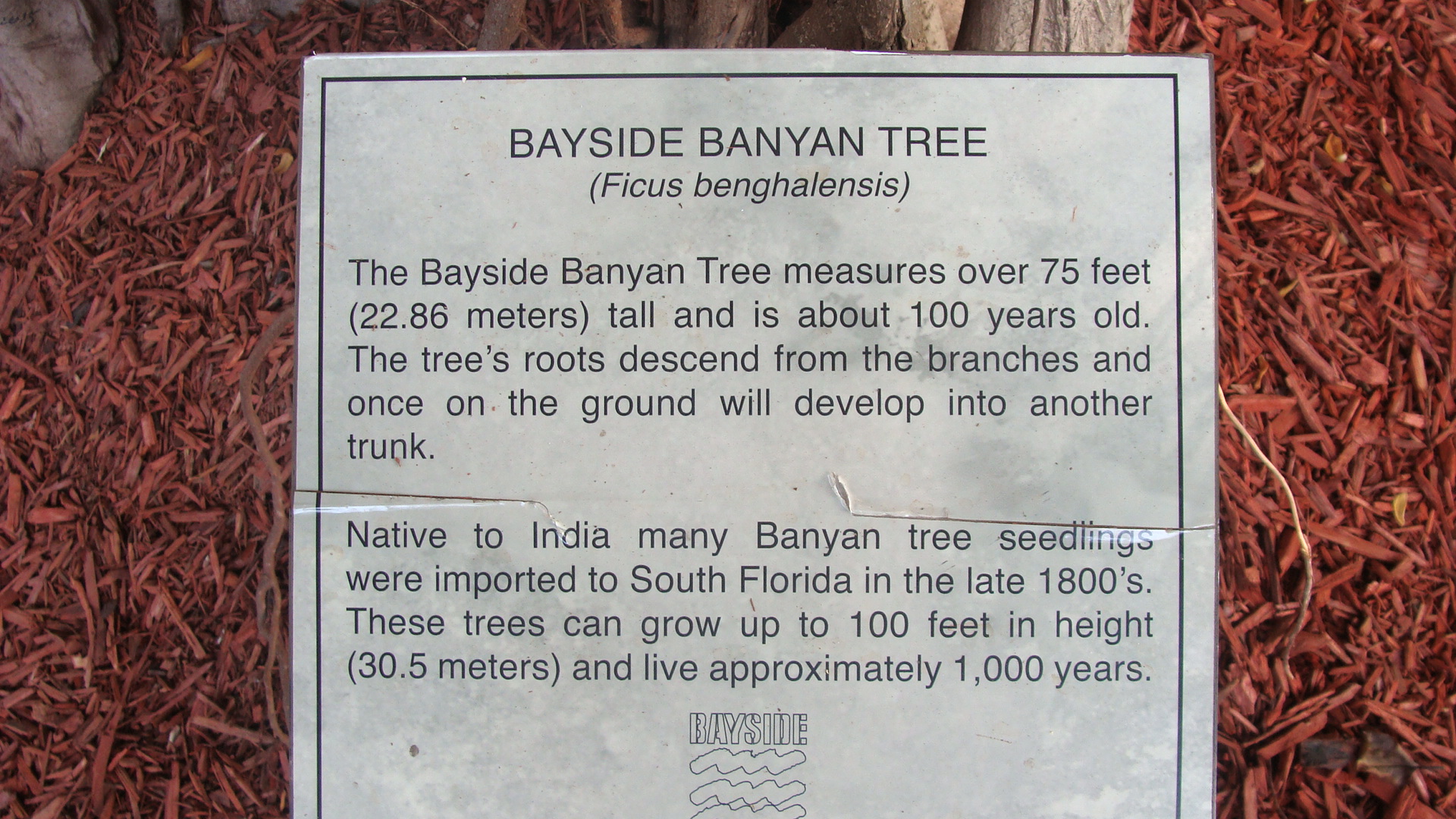 Bayside Banyan Tree