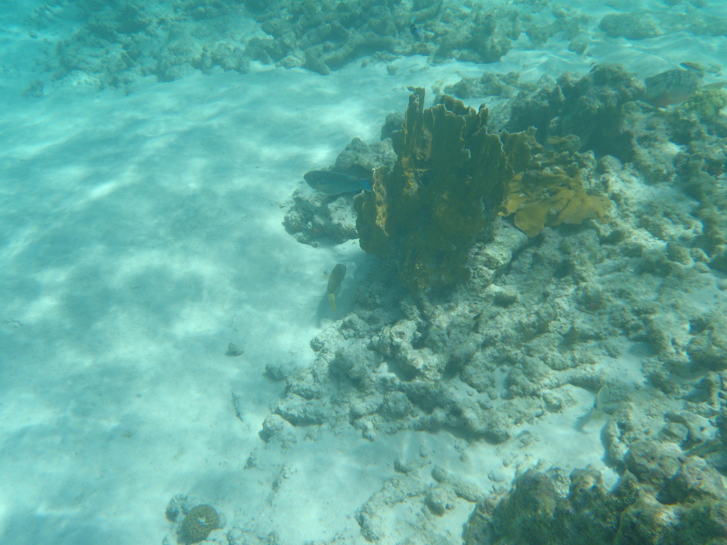 Bonaire_2011-03-04_011