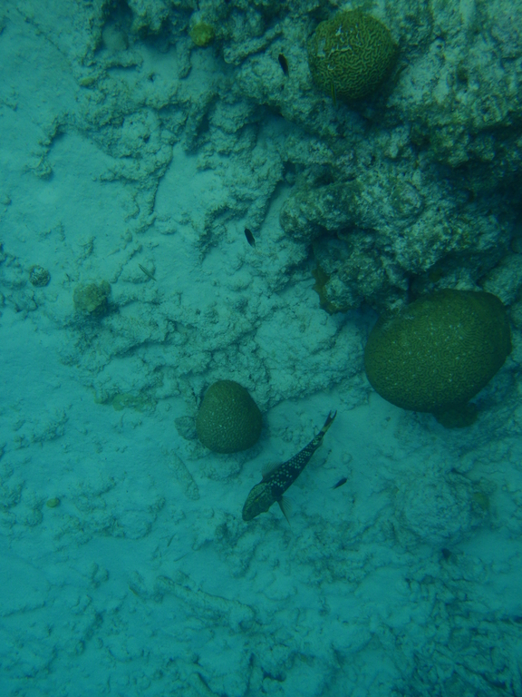 Bonaire_2011-03-04_013