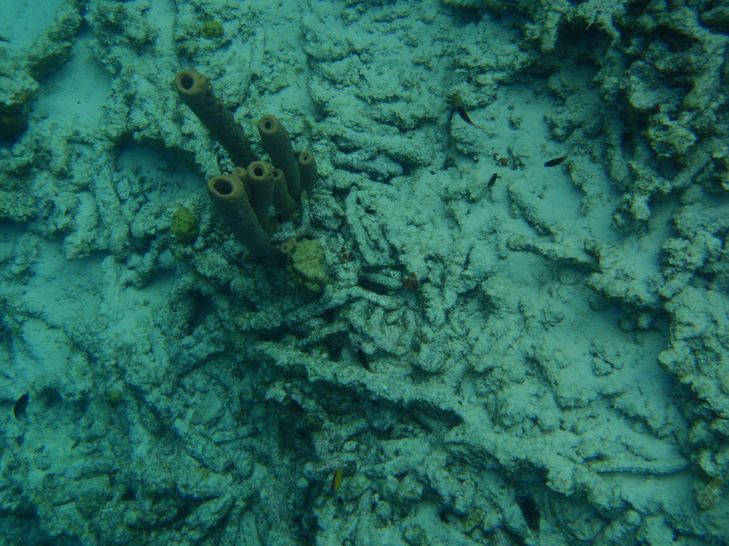 Bonaire_2011-03-04_016