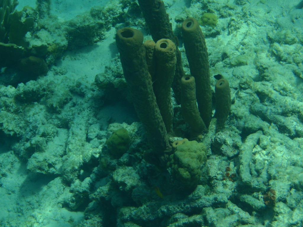 Bonaire_2011-03-04_018