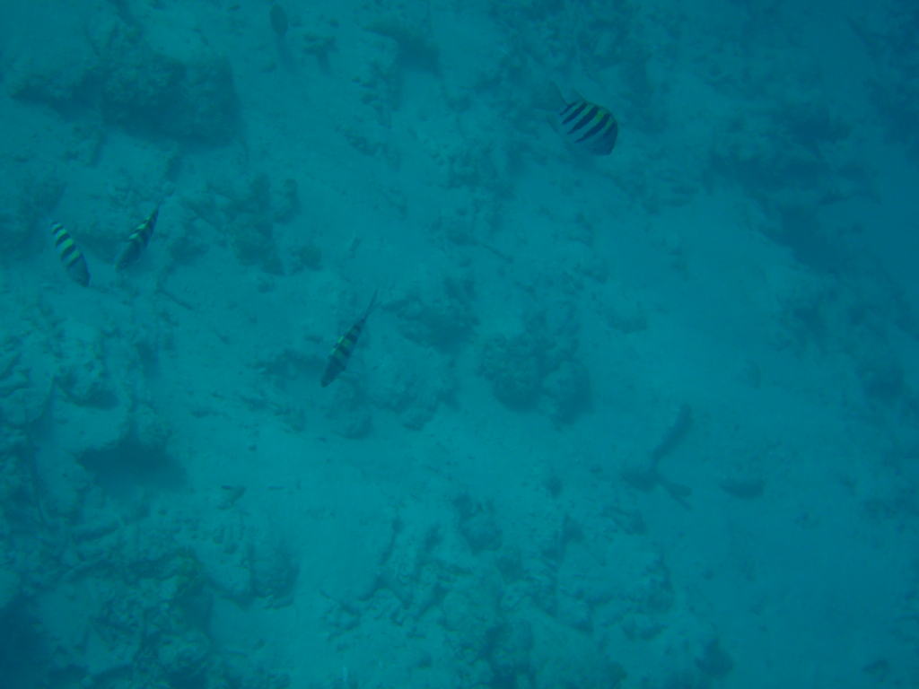 Bonaire_2011-03-04_029