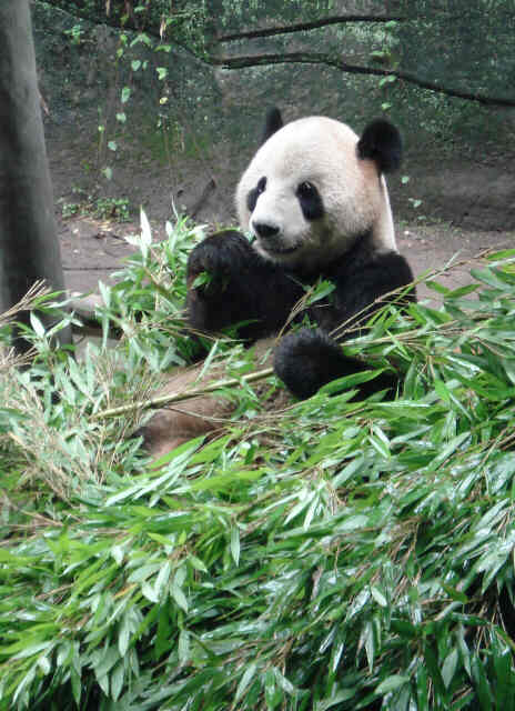 Chongqing Zoo