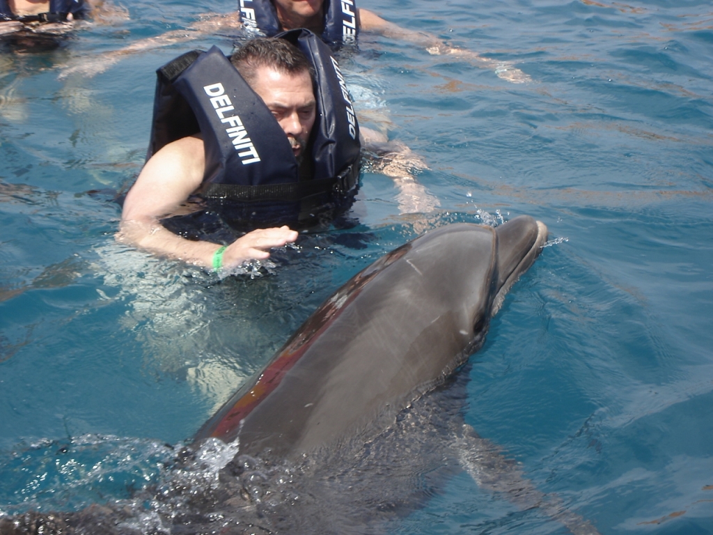 dolphin14