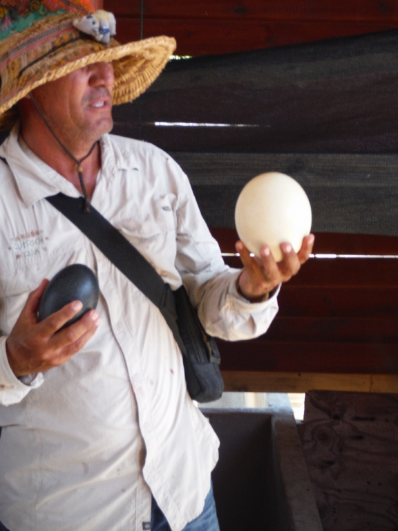 Emu & Ostrich eggs