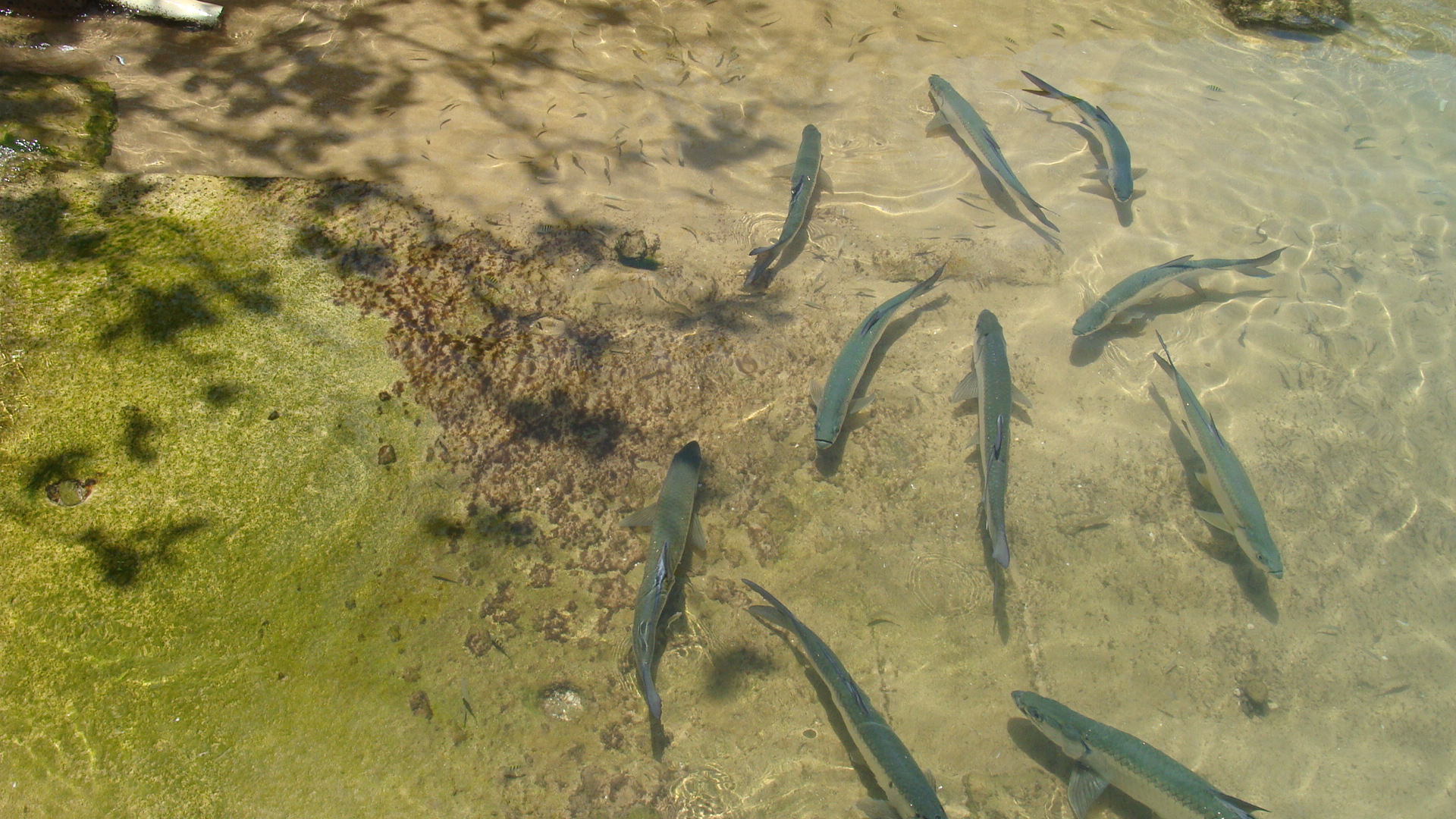 Fish in a pond