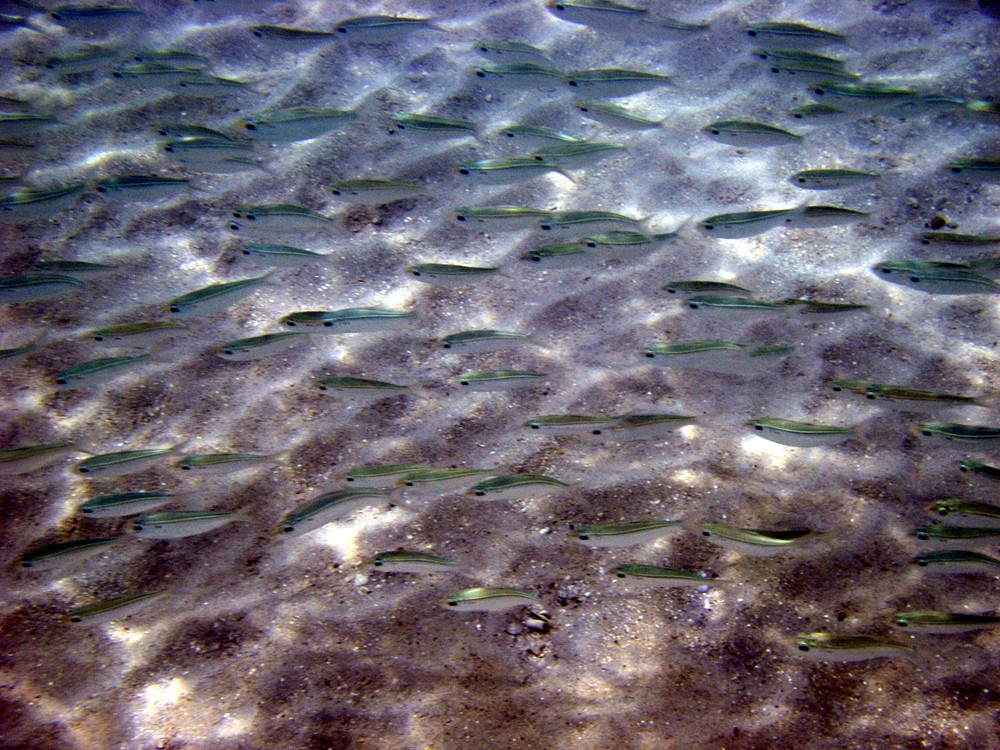 Fish in Magens Bay