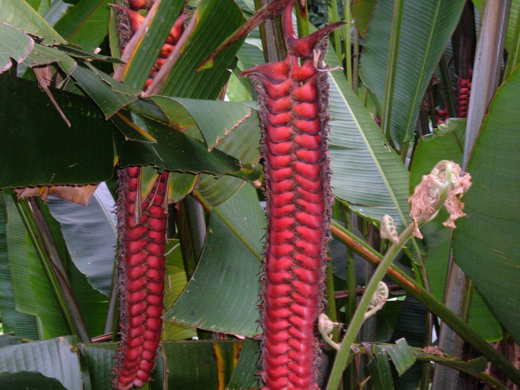 Flora at Akaka Falls Hilo