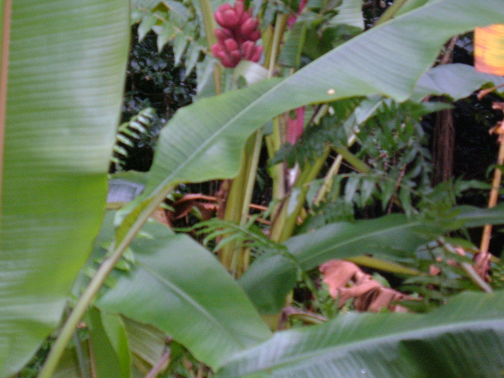 Flora at Akaka Falls Hilo