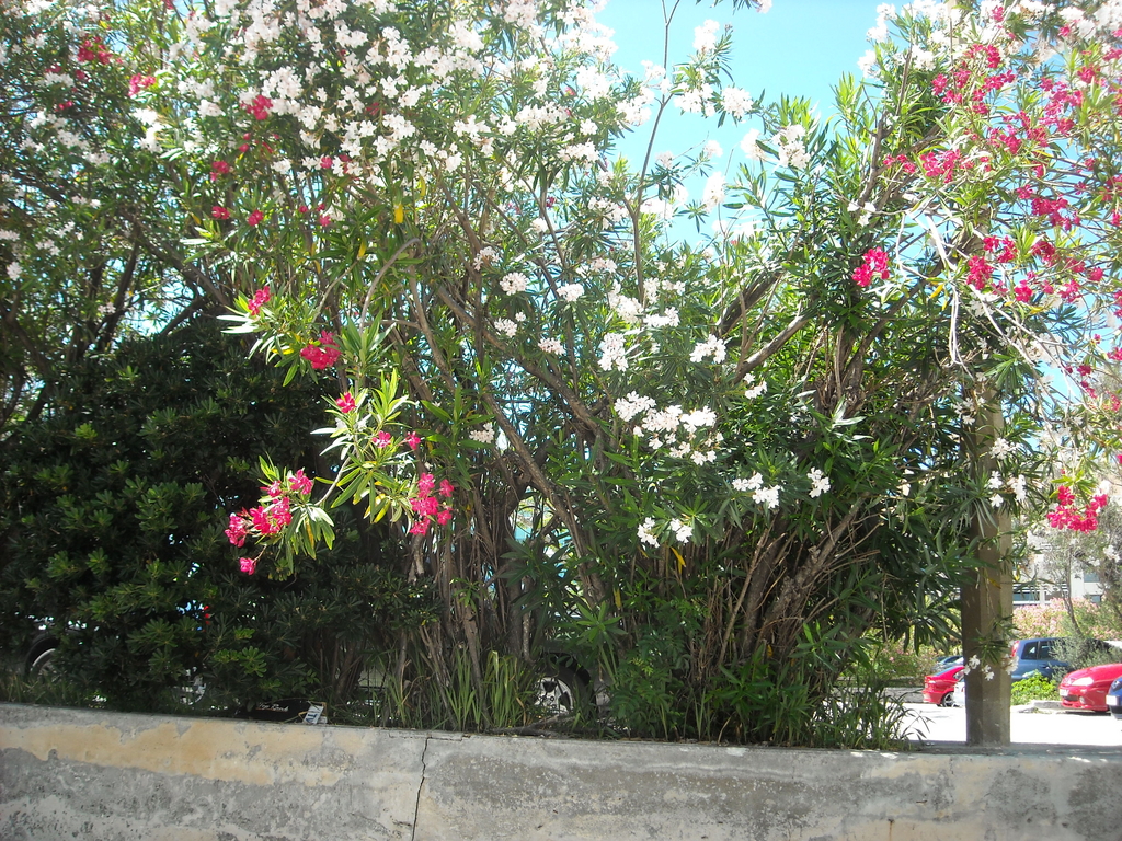 Flowers in Bermuda