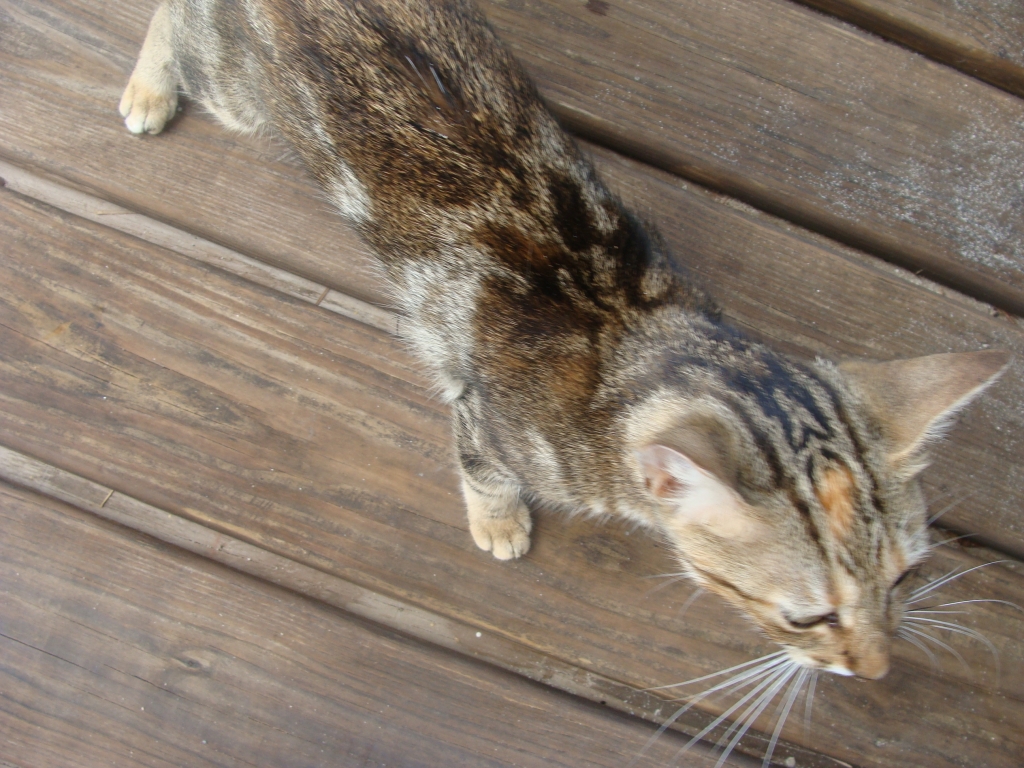 Grand Turk - Our Cabana Mascot