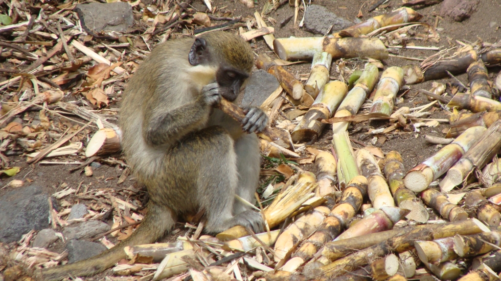 Green Vervet Monkey