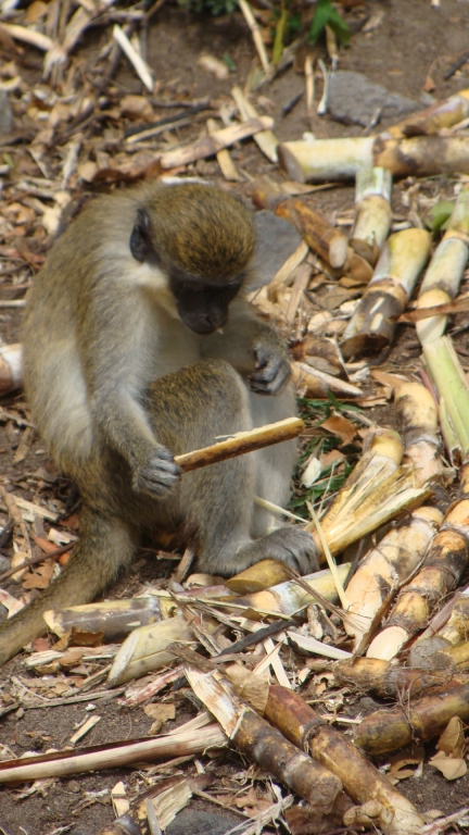 Green Vervet Monkey