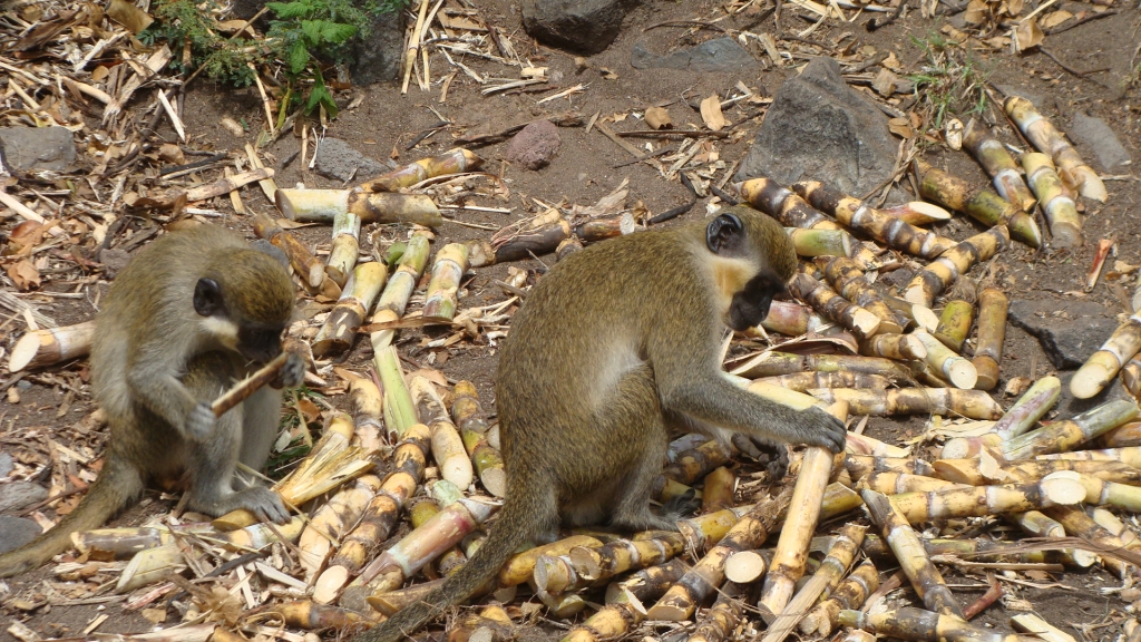 Green Vervet Monkey