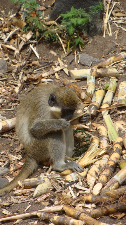 Green Vervet Monkey