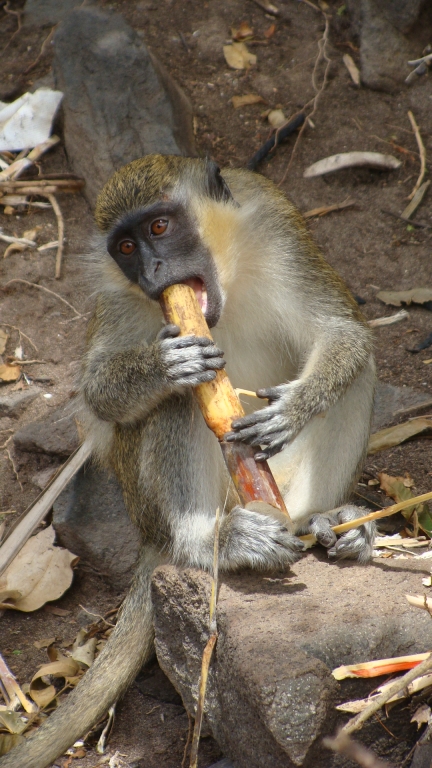 Green Vervet Monkey