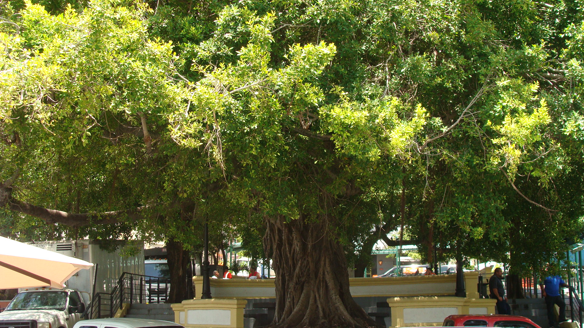 Huge Banyan tree