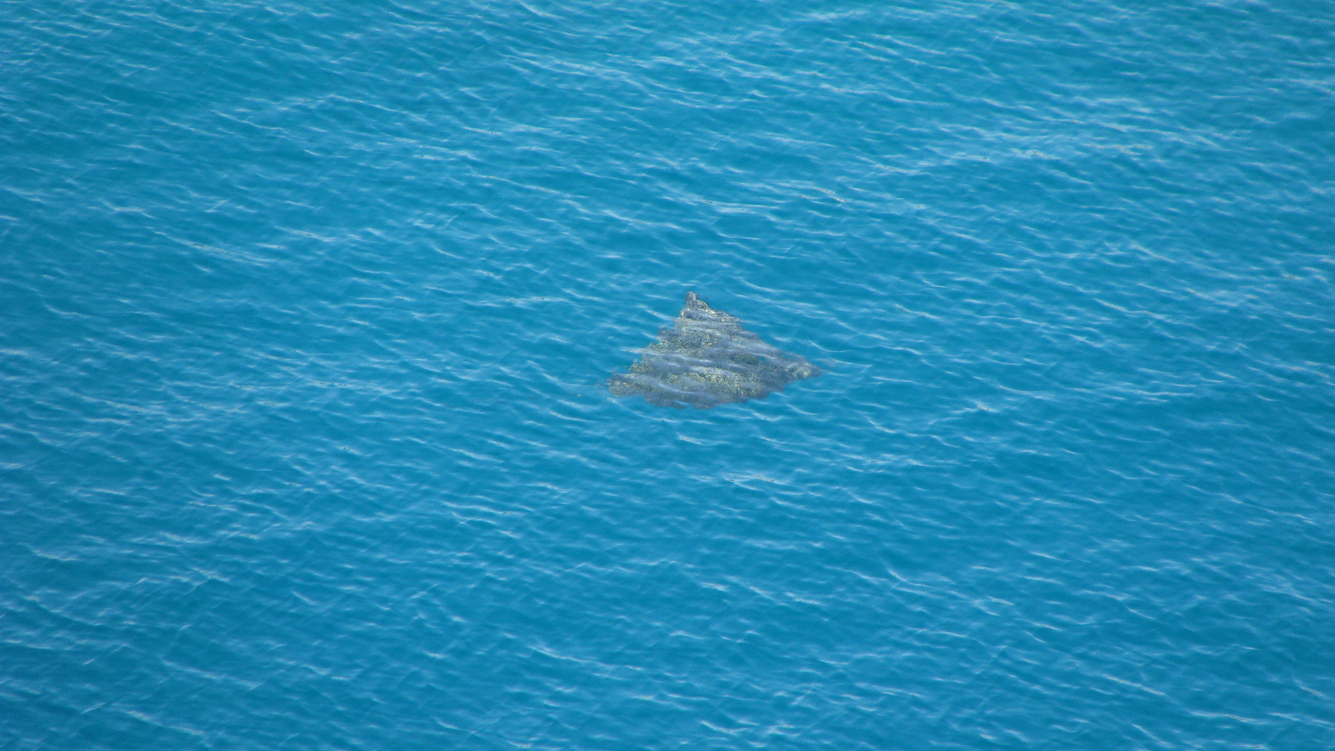 Huge stingray surfaces